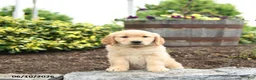 Golden Retriever dogs for sale: Jeremy - Ad 3