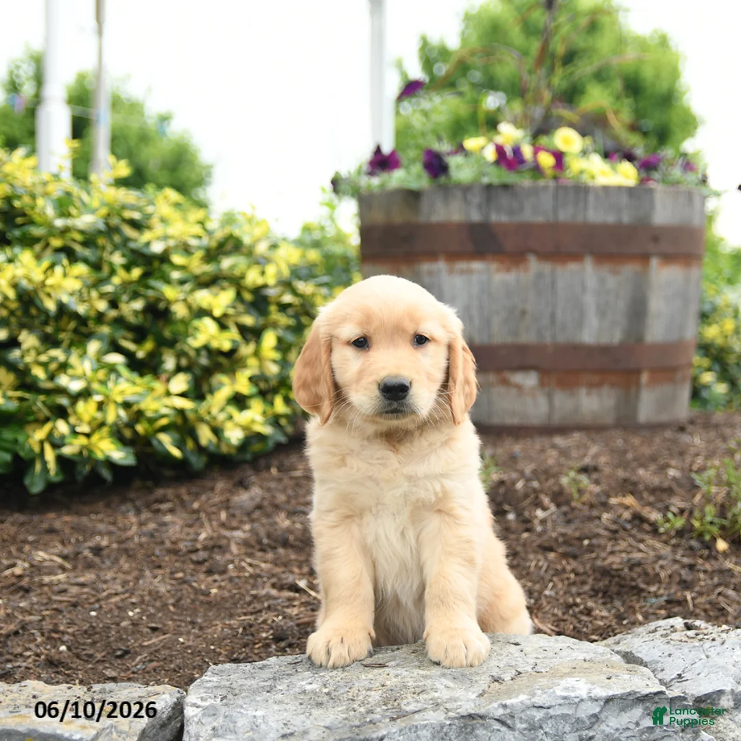 Golden Retriever dogs for sale: Jeremy - Ad 3