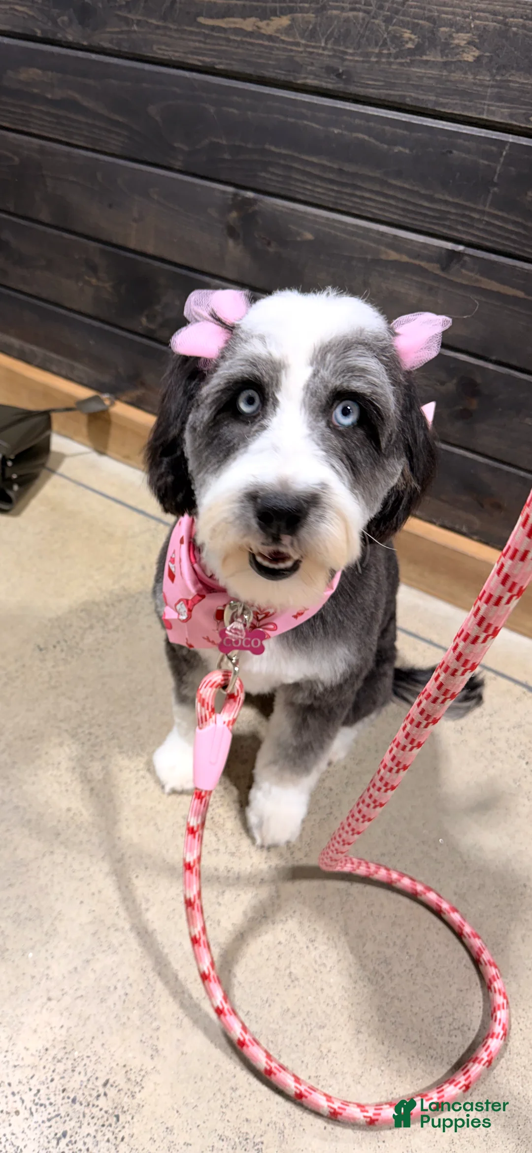 Mixed Breed dogs for sale: Luna - Ad 3
