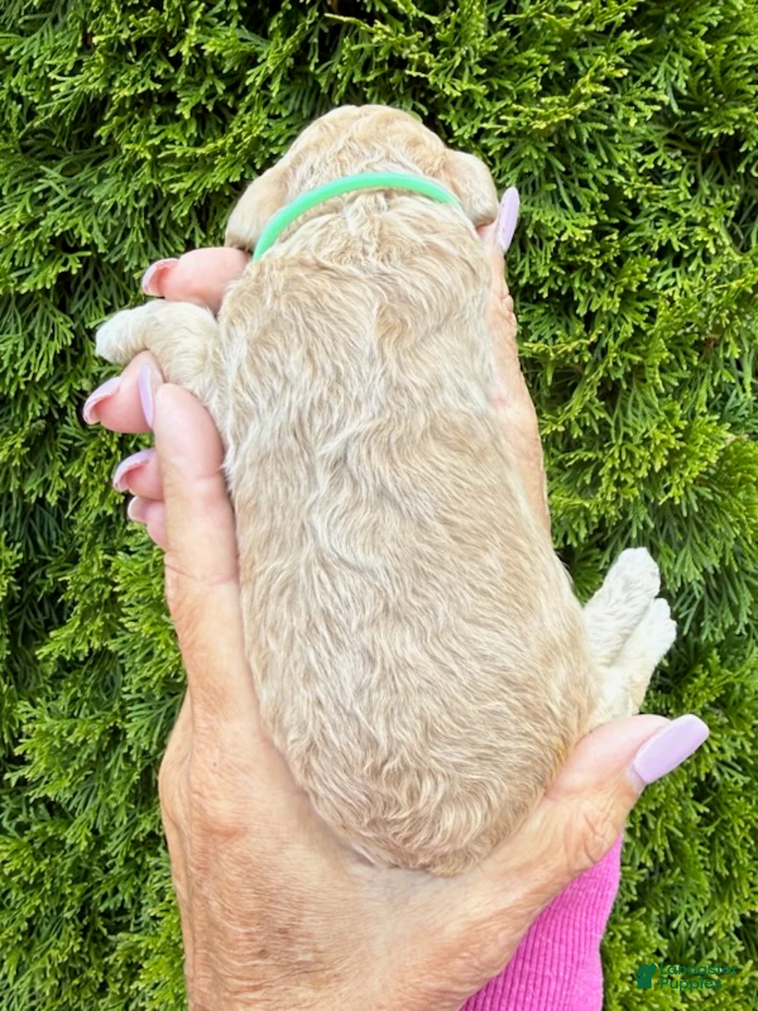 Goldendoodle dogs for sale: Green  - Ad 2
