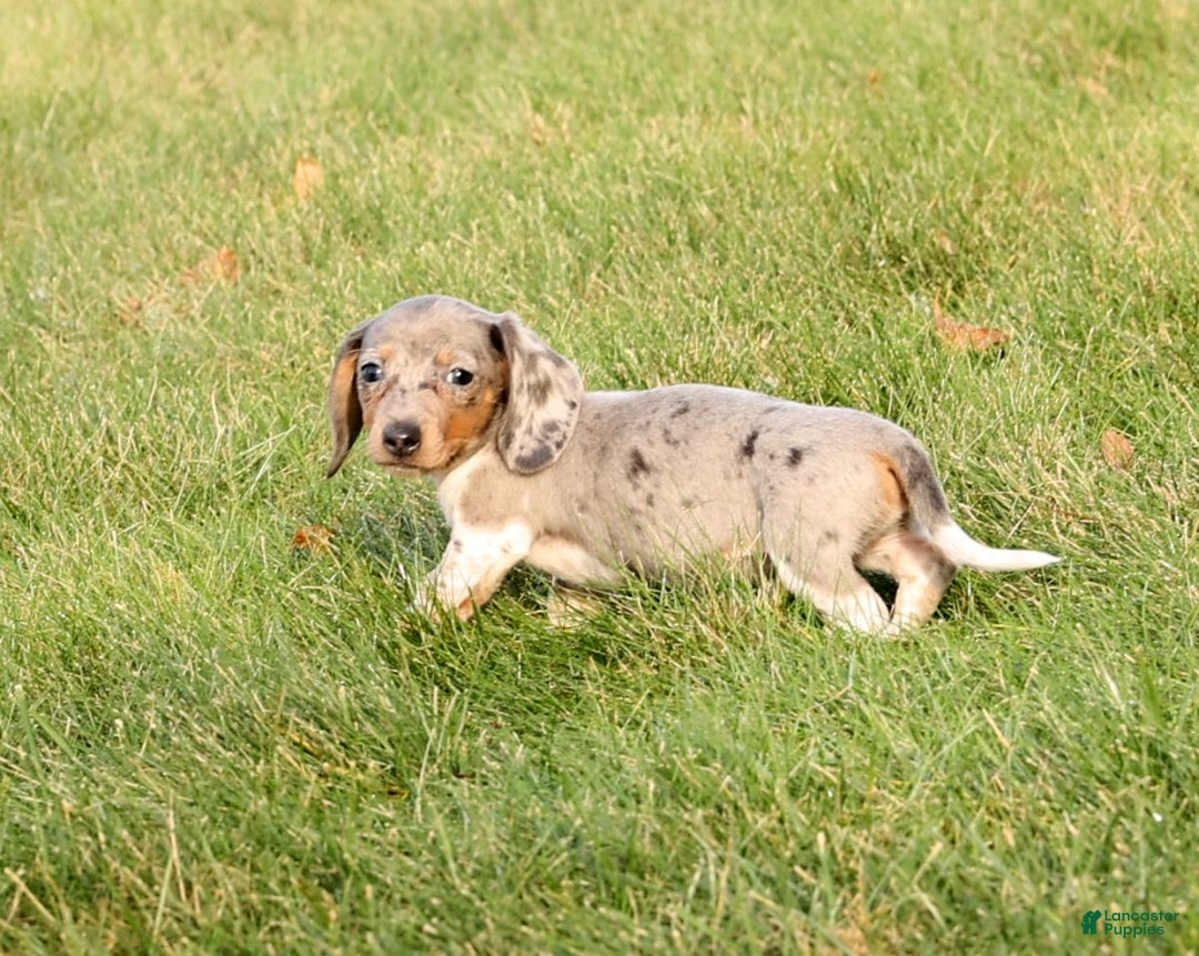 Miniature Dachshund dogs for sale: Mason - Ad 5