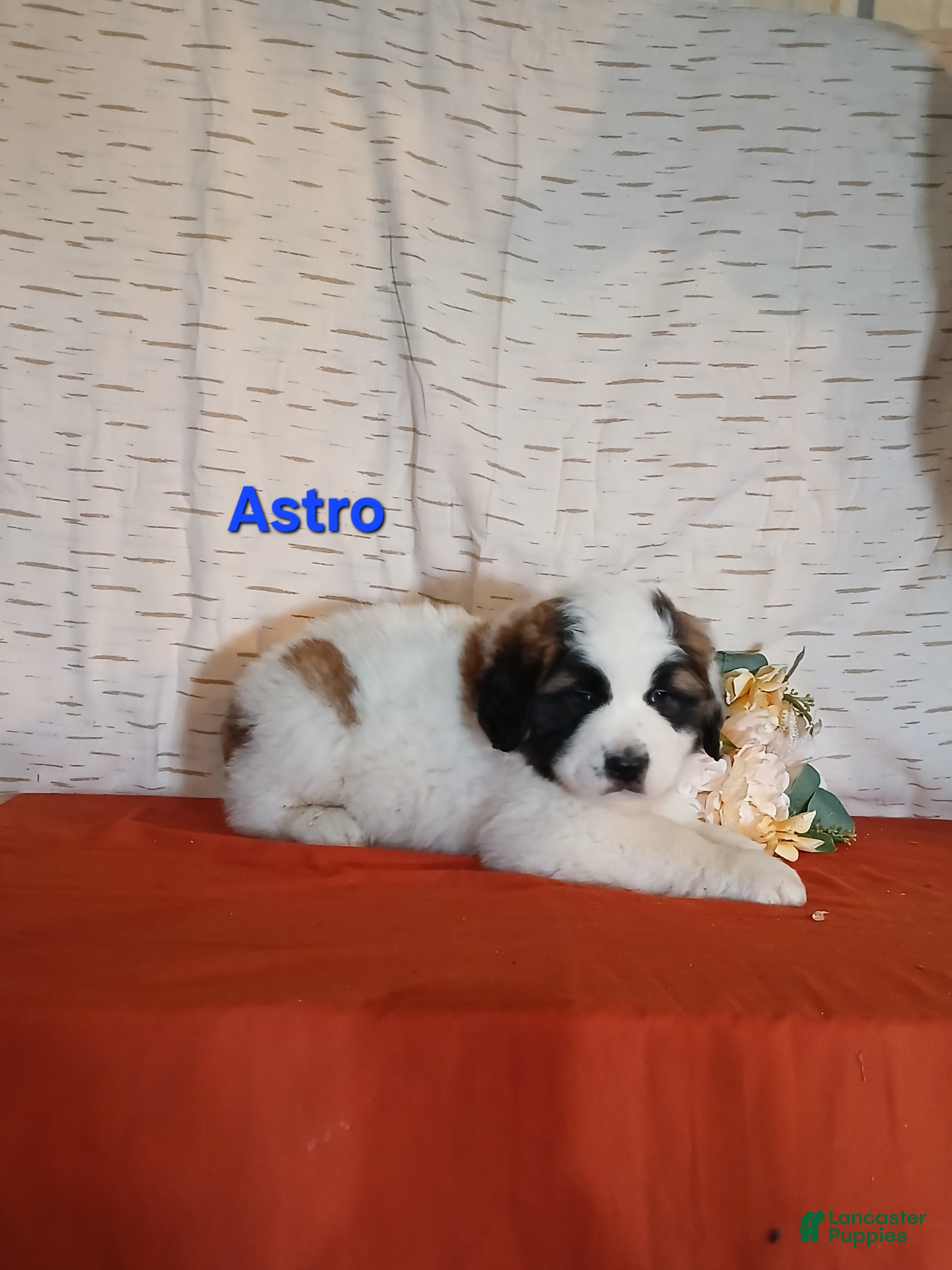 Saint Bernard dogs Astro - Ad 2