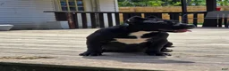 American Bully dogs for sale: Suki - Ad 2