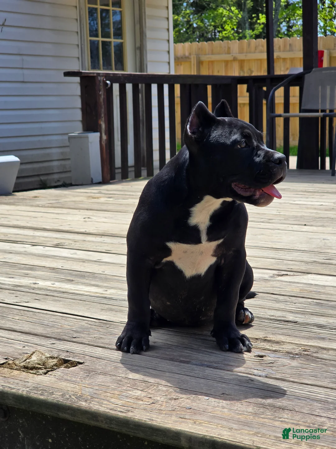 American Bully dogs for sale: Suki - Ad 2