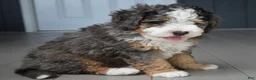 Mini Bernedoodle dogs for sale: Jax F1b - Ad 1