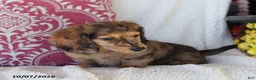 Miniature Dachshund dogs for sale: Ron - Ad 5