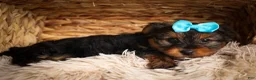 Yorkshire Terrier dogs for sale: DEXTER - Ad 5