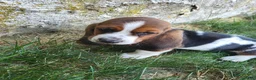Basset Hound dogs for sale: Miss Molly - Ad 2