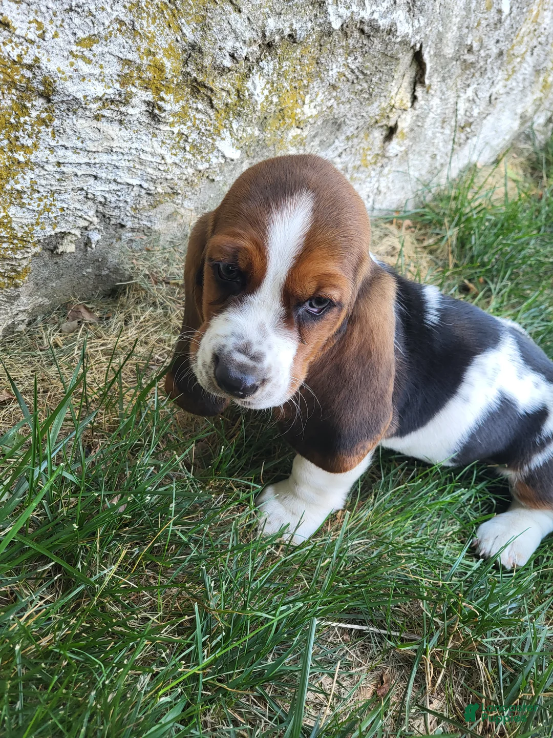Basset Hound dogs for sale: Miss Molly - Ad 2