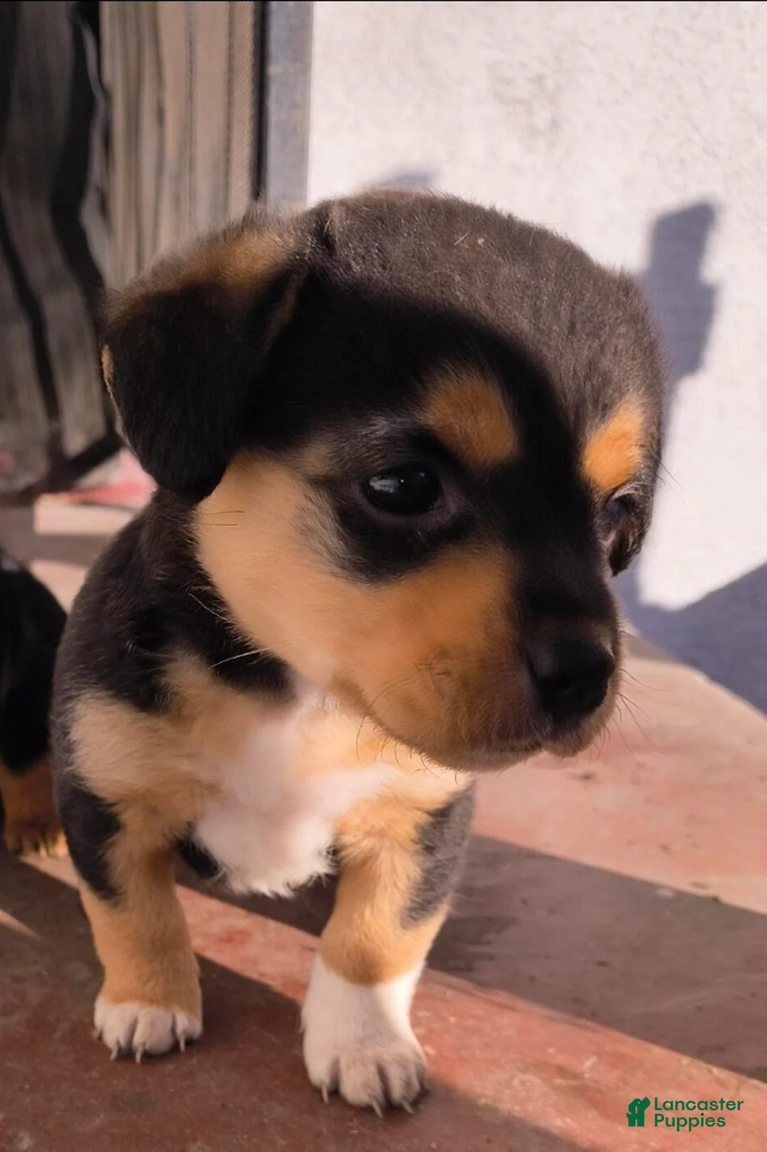 Chipoo dogs for sale: Chipoo 1 girl - Ad 2