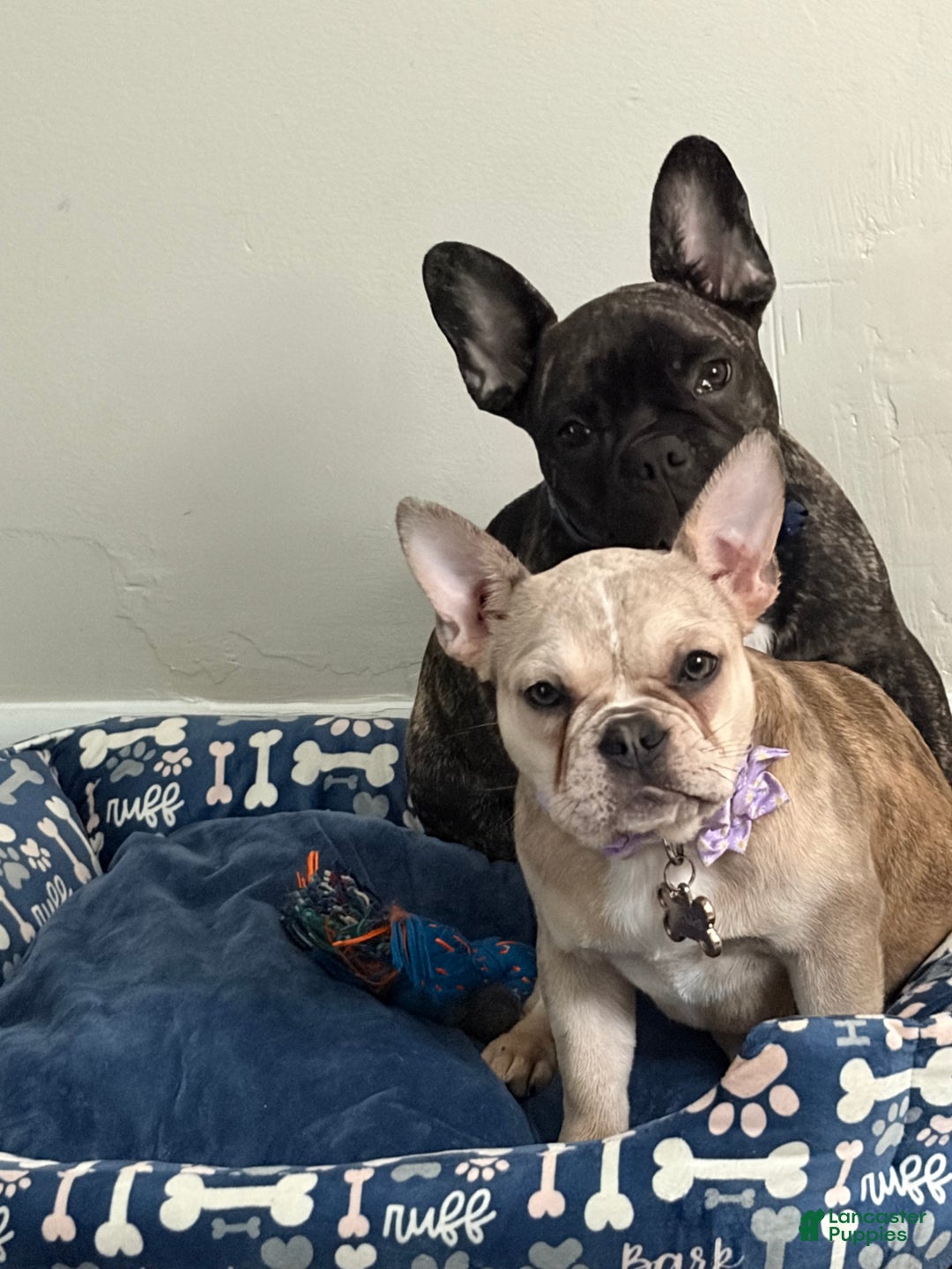 French Bulldog dogs for sale: French Bulldog Puppy 1 - Ad 2