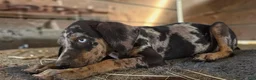 Catahoula Leopard Dog dogs for sale: Tigger 2026 Male 1 - Ad 14