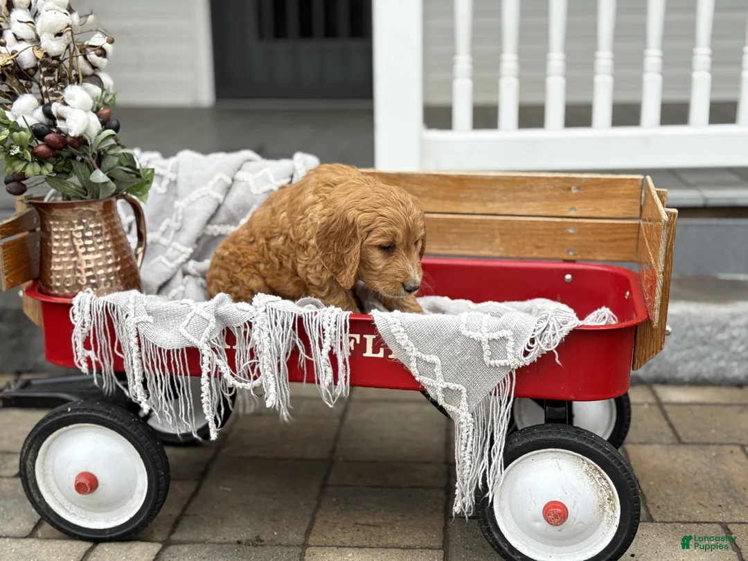 Goldendoodle dogs for sale: Oscar - Ad 2