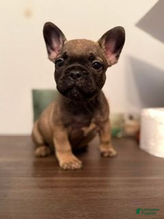 French Bulldog dogs French Bulldog 1 (GRIZZ) - Ad 4