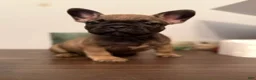 French Bulldog dogs for sale: French Bulldog 1 (GRIZZ) - Ad 1