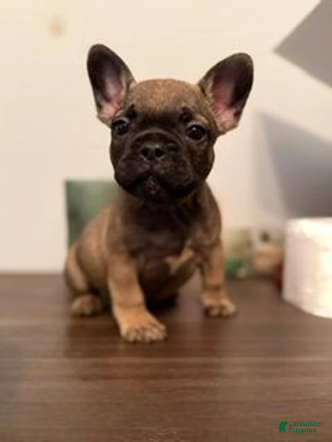 French Bulldog dogs for sale: French Bulldog 1 (GRIZZ) - Ad 1