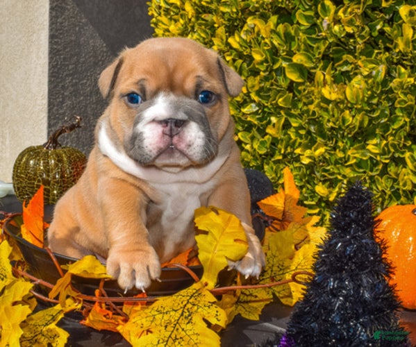 English Bulldog dogs Mabel - Ad 32