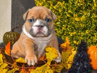 English Bulldog dogs Mabel - Ad 27