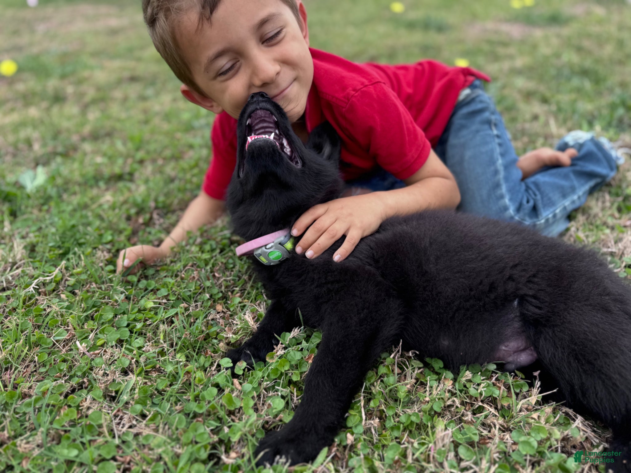 German Shepherd dogs  Puppy 1 - Ad 1