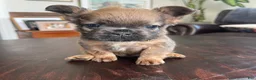 French Bulldog dogs for sale: Twix - Ad 2
