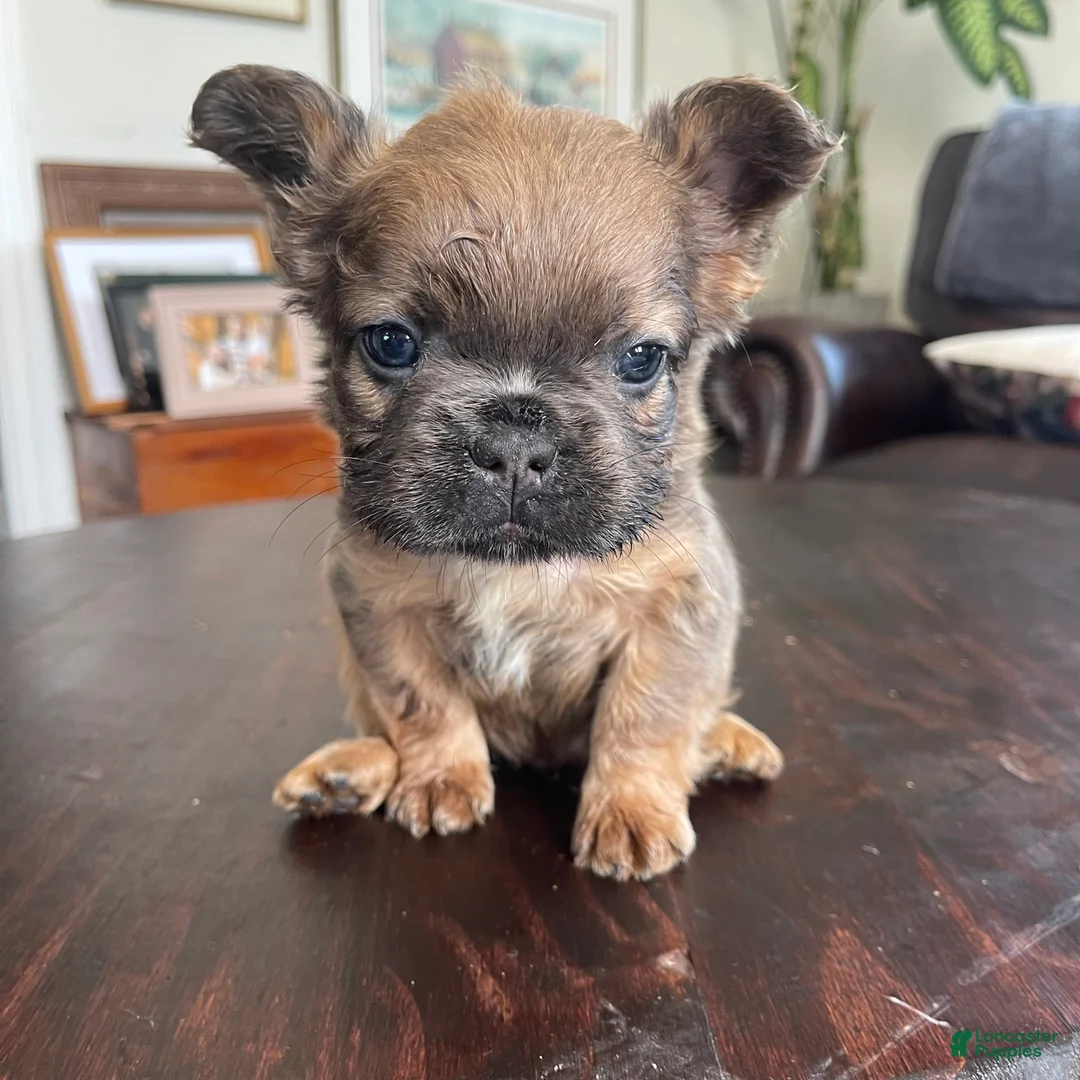 French Bulldog dogs for sale: Twix - Ad 2