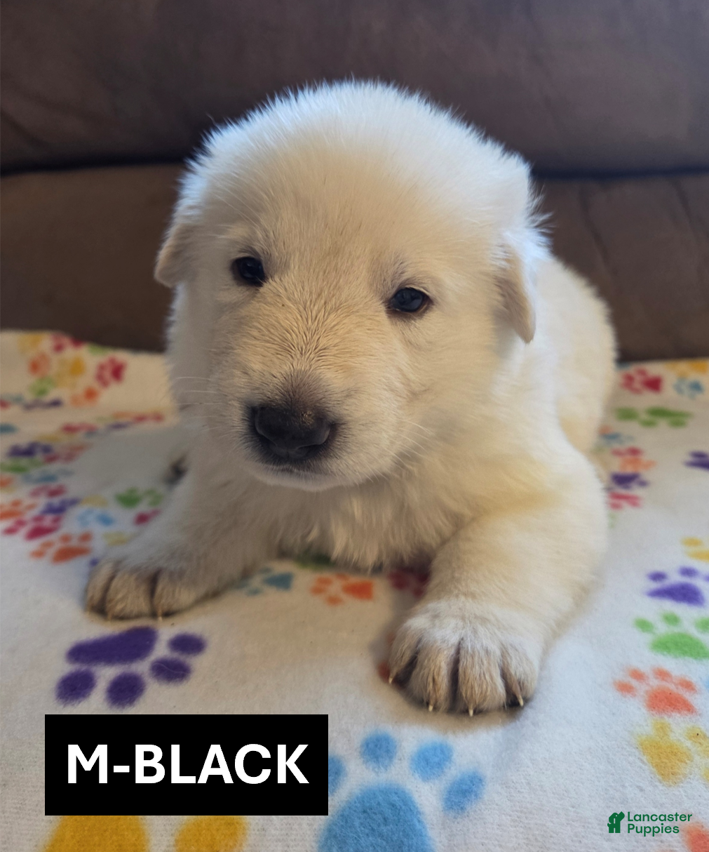 German Shepherd dogs for sale: White German Shepherd Puppy - Black - Ad 1