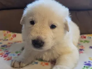 German Shepherd dogs for sale: White German Shepherd Puppy - Black - Ad 1