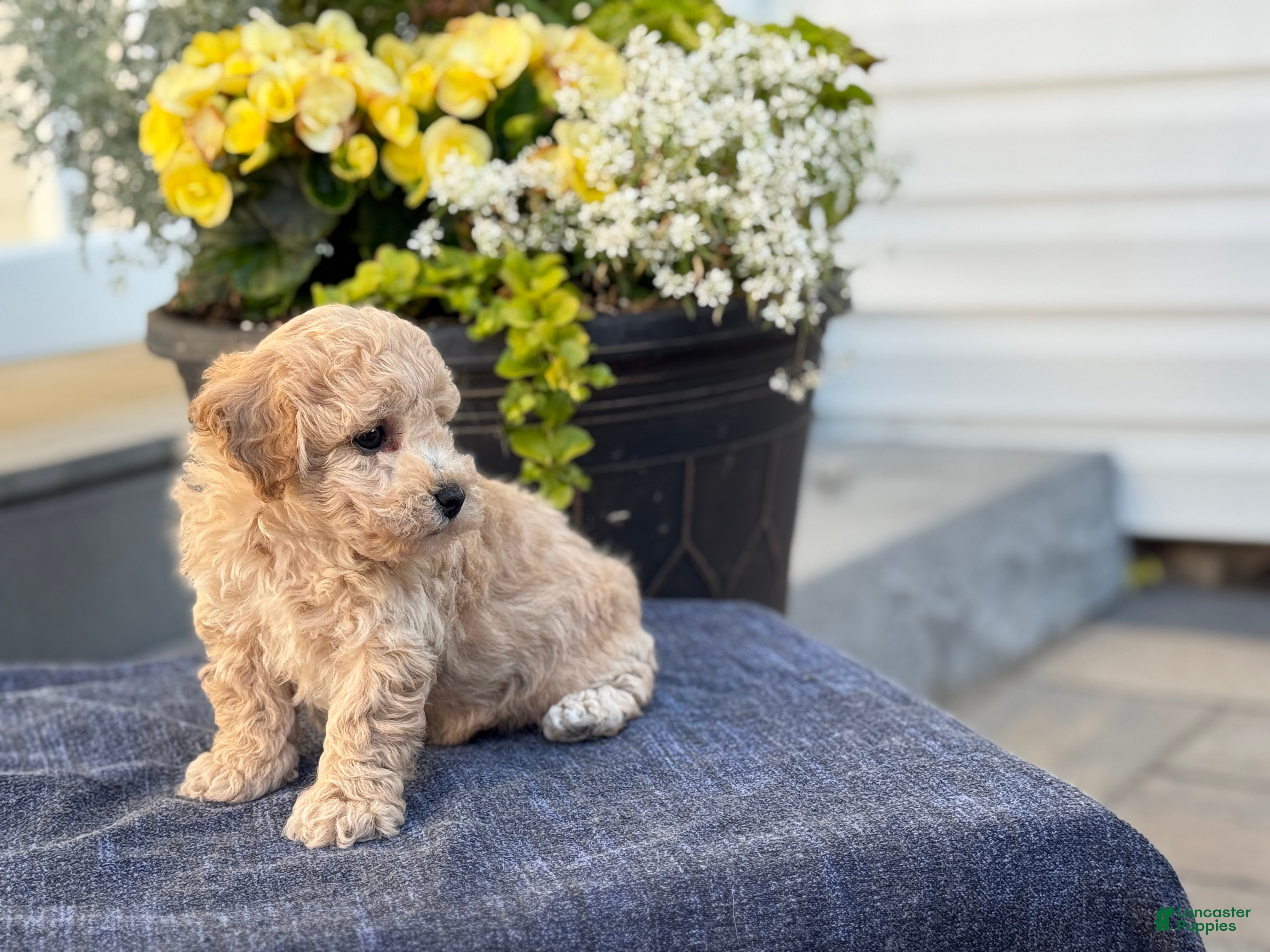 Bichpoo dogs Franklin - Ad 2