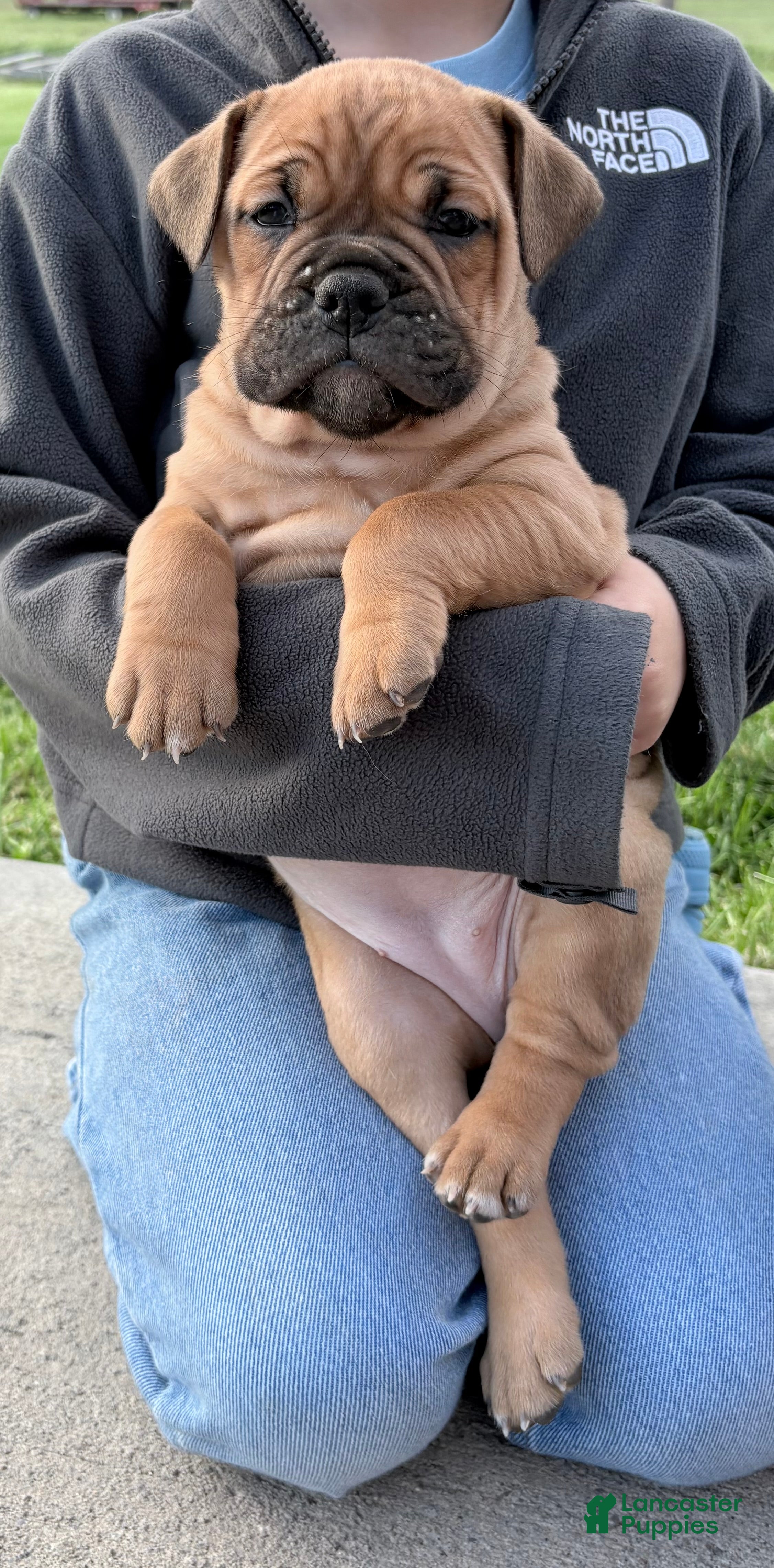 Olde English Bulldogge dogs Olde English Bulldogge Puppy 7 - Ad 17