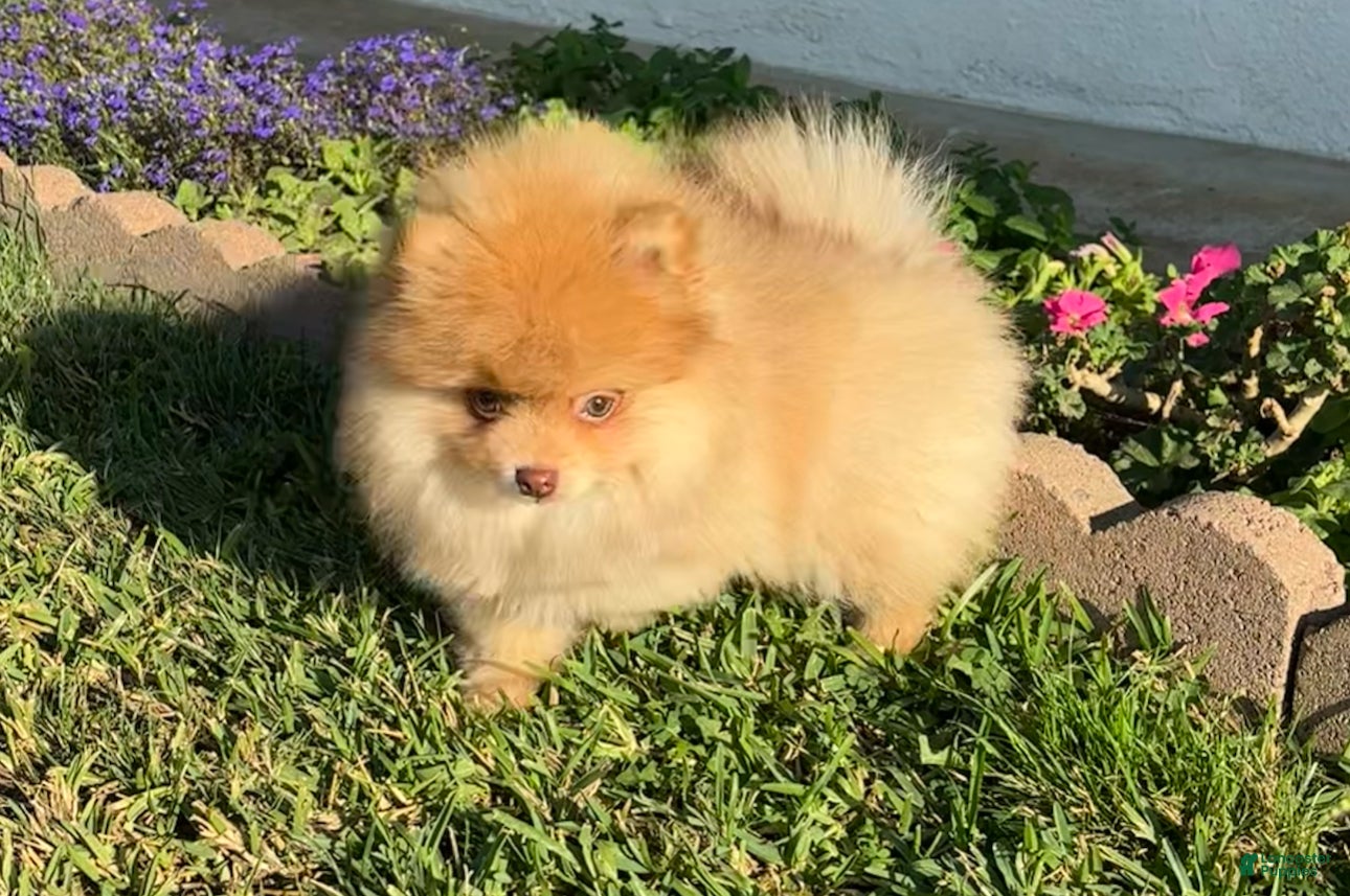 Pomeranian dogs Pomeranian 2 - Ad 19