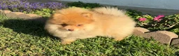 Pomeranian dogs for sale: Pomeranian 2 - Ad 1
