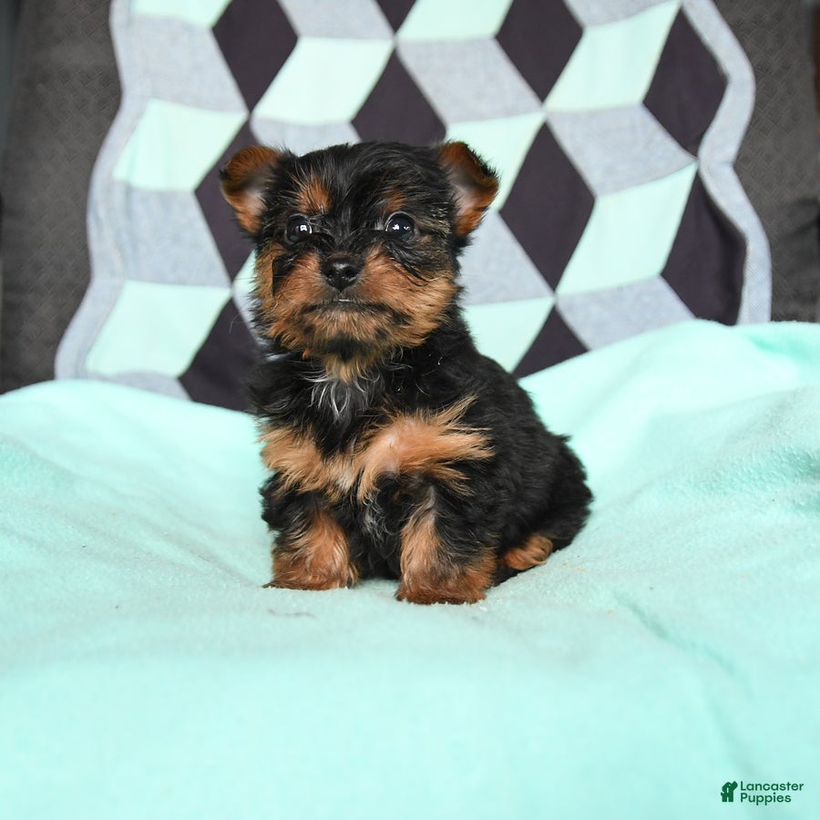 Yorkshire Terrier dogs for sale: Victor - Ad 1