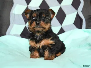 Yorkshire Terrier dogs for sale: Victor - Ad 1