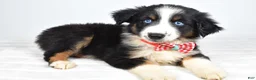 Miniature Australian Shepherd dogs for sale: Finley - Ad 4