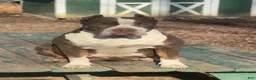American Bully dogs for sale: Brodie - Ad 8