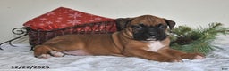 Boxer dogs for sale: Bingo - Ad 2