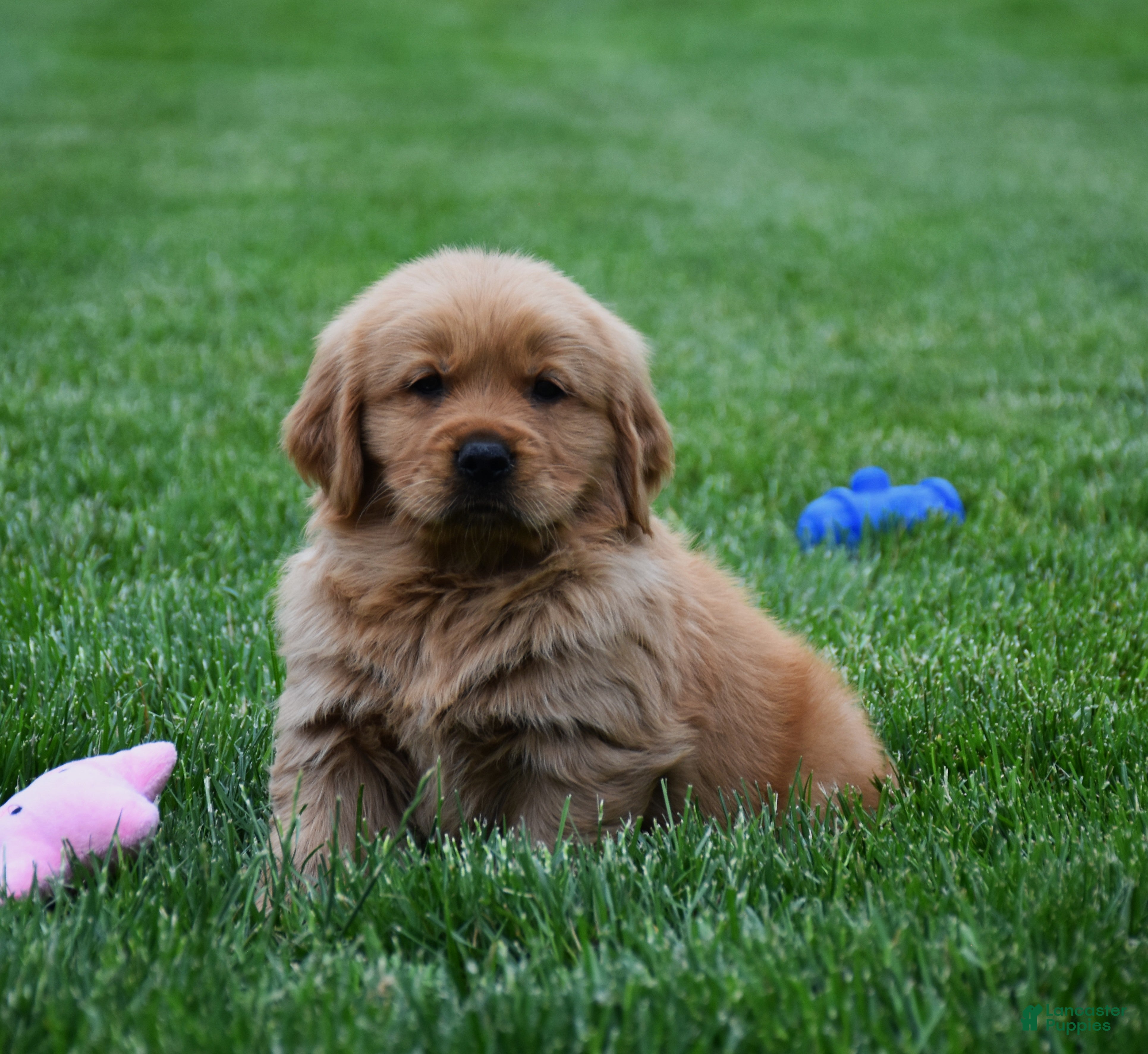 Golden Retriever dogs Milo - Ad 1