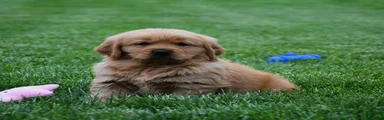 Milo