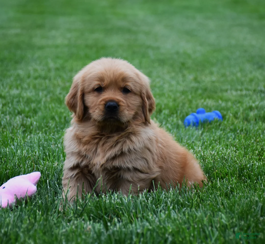 Golden Retriever dogs for sale: Milo - Ad 1