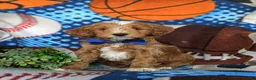Mini Goldendoodle dogs for sale: Blaze Hypoallergenic - Ad 3