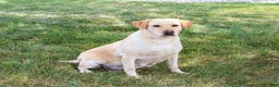 Labrador Retriever dogs for sale: Lilly A - Ad 3
