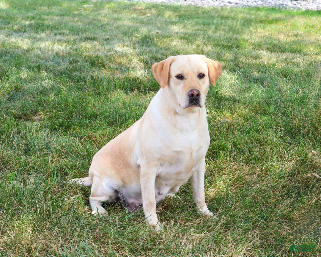 Labrador Retriever dogs for sale: Lilly A - Ad 3