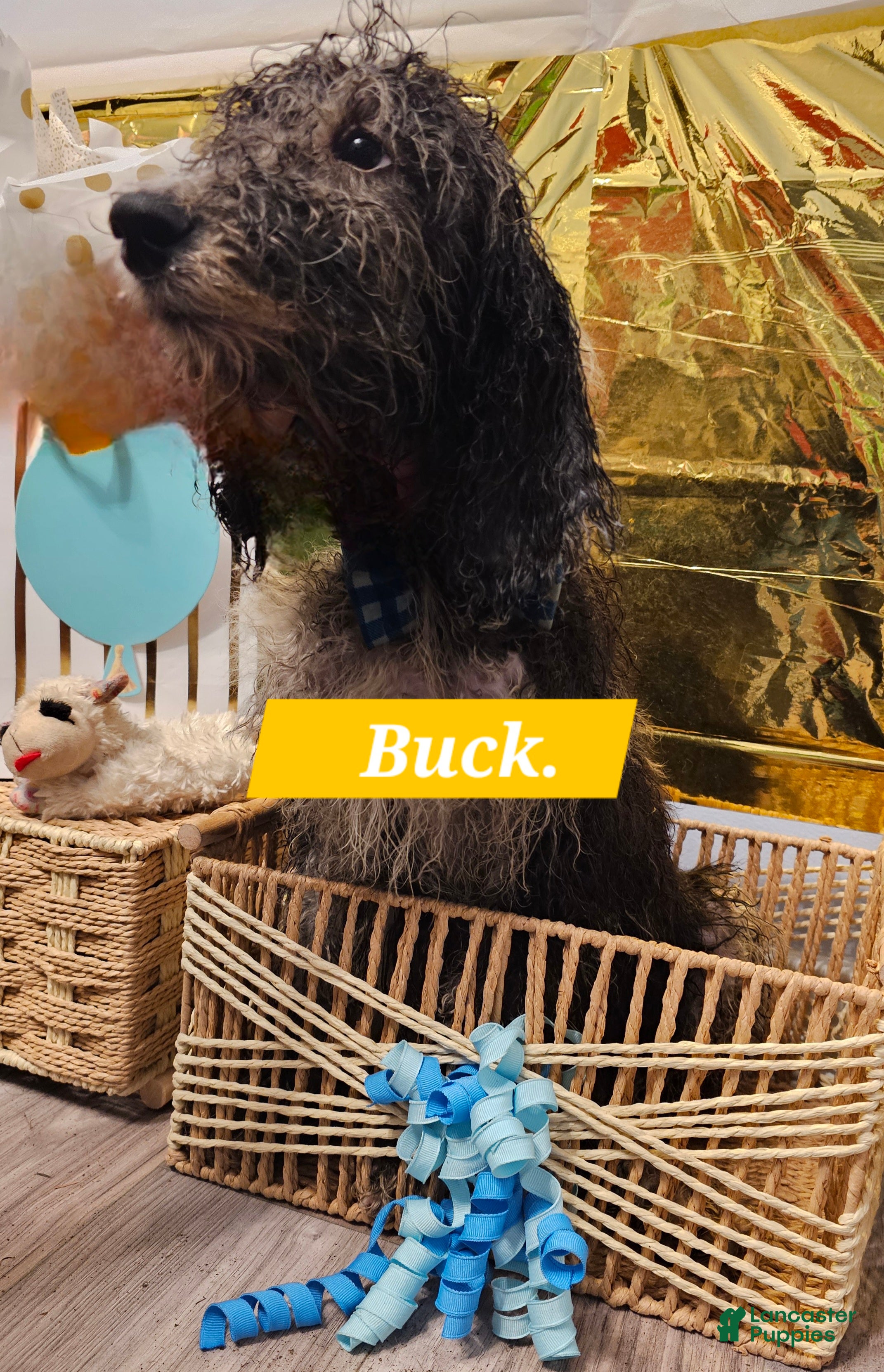 Mixed Breed dogs for sale: Buck  - Ad 2