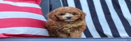 Cavapoo dogs for sale: Connor - Ad 4