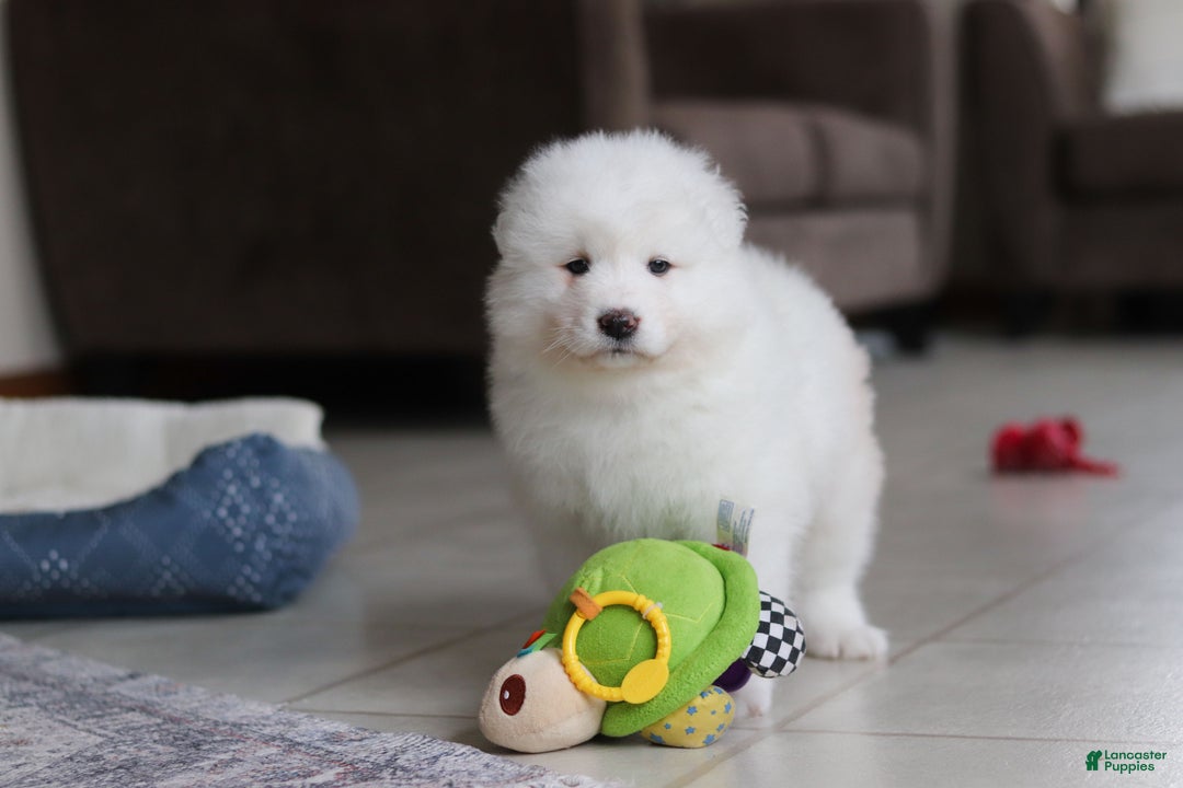 Samoyed dogs for sale: Fern - Ad 11