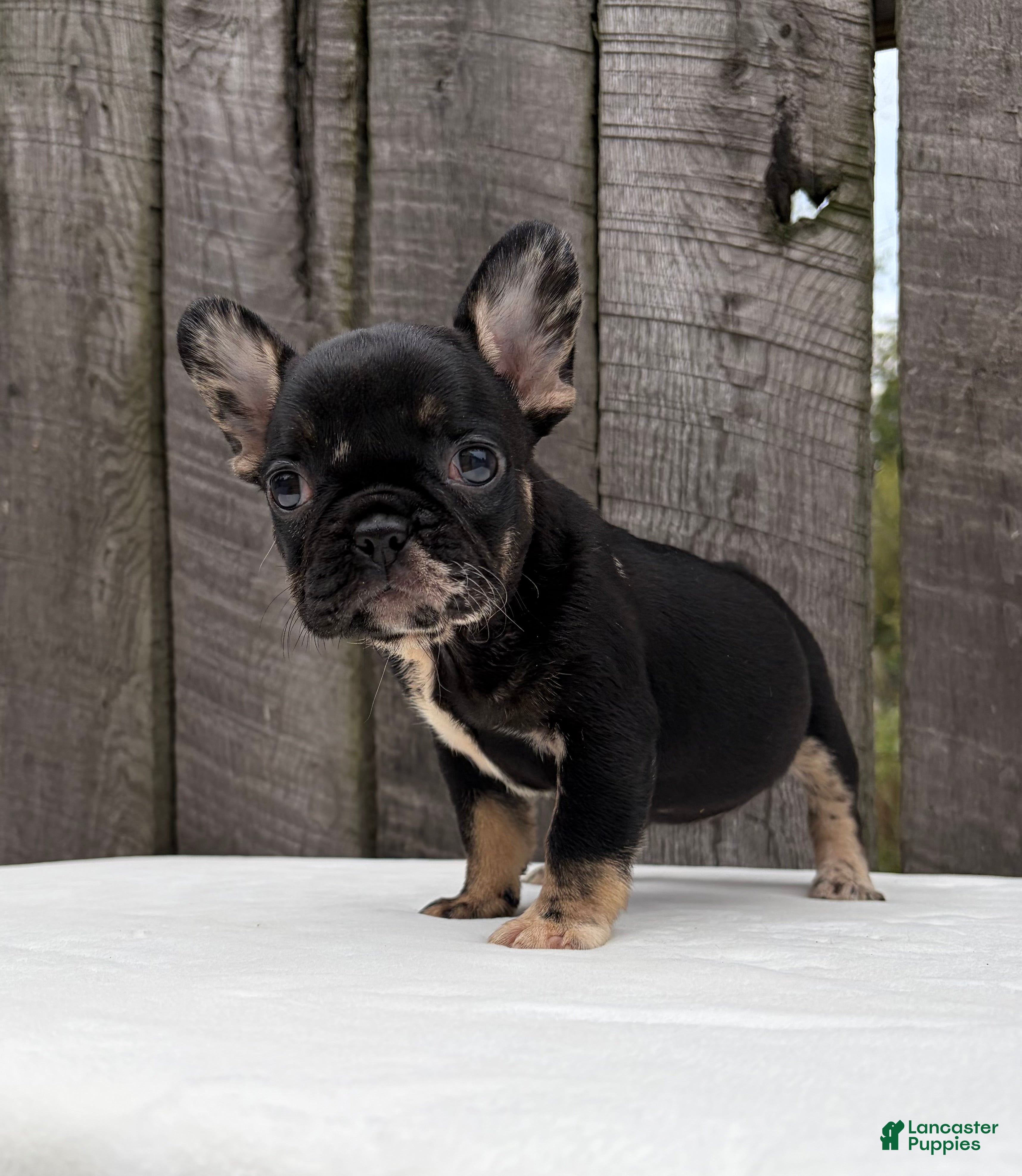 French Bulldog dogs Honey - Ad 2