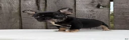 French Bulldog dogs for sale: Honey - Ad 2