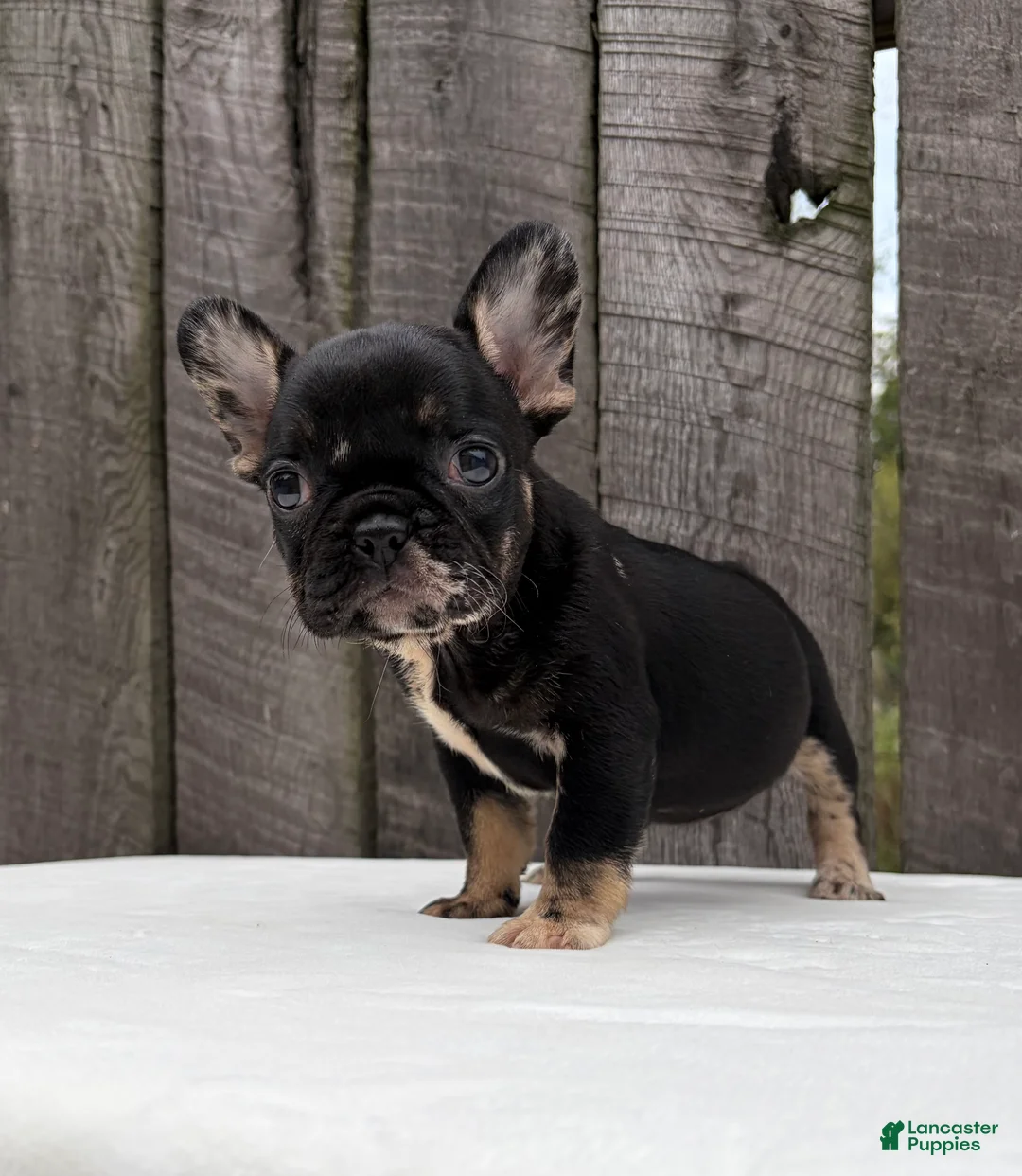 French Bulldog dogs for sale: Honey - Ad 2