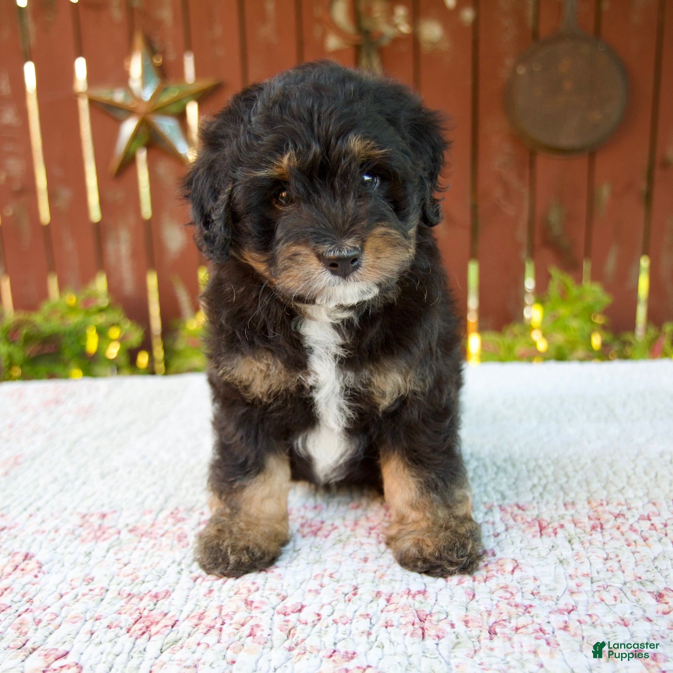 Mini Bernedoodle dogs Nehemiah - Ad 1