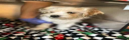 Shorkie dogs for sale: Shorkie Puppy 5 - Ad 5